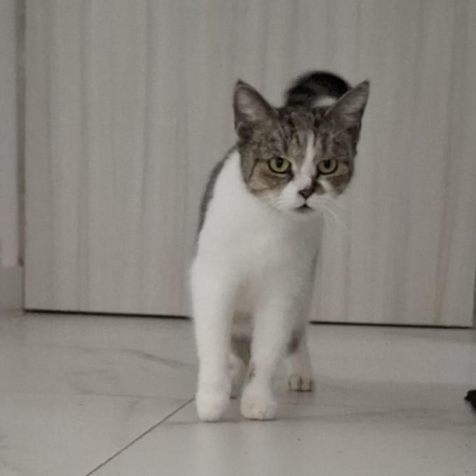 Můra