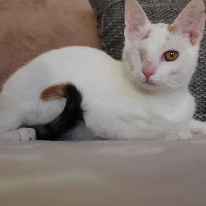 Zania
