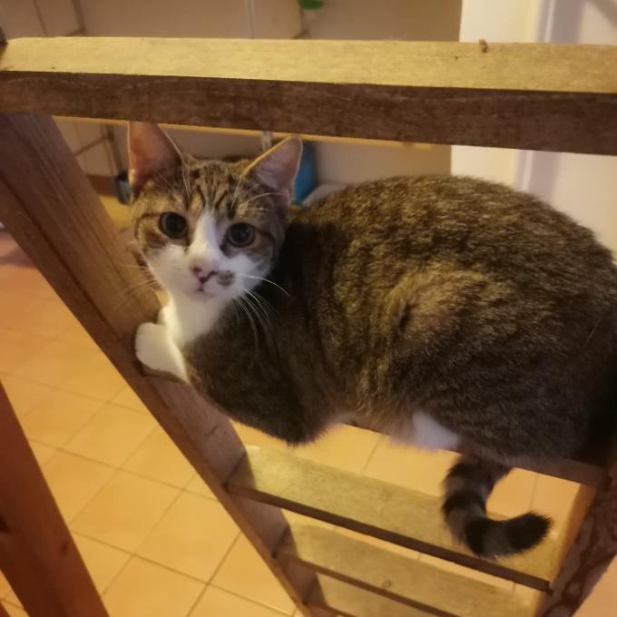 Vilík