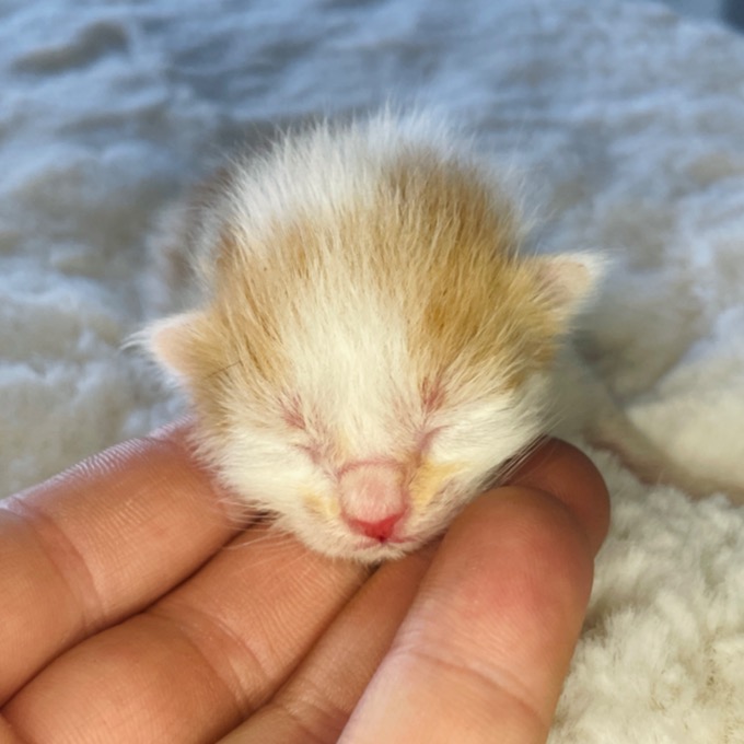 Loki