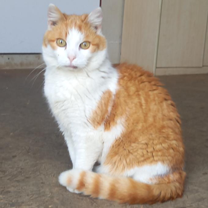 Toník
