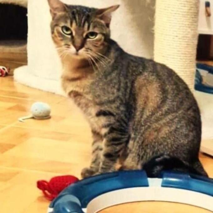Šebestová