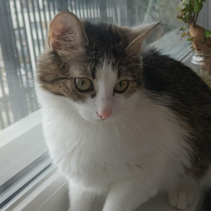 Clea