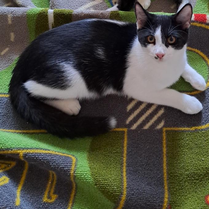 Elvis