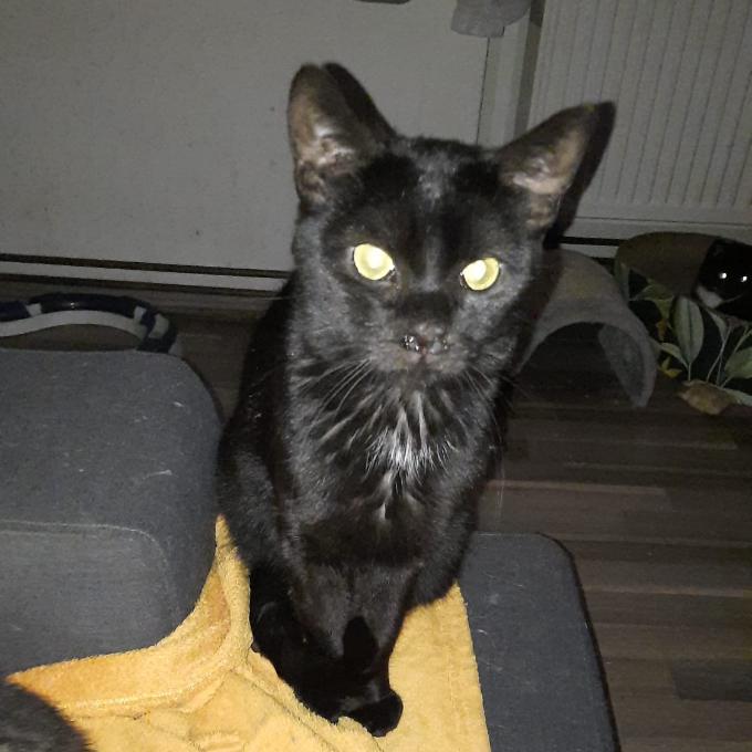 Frankie