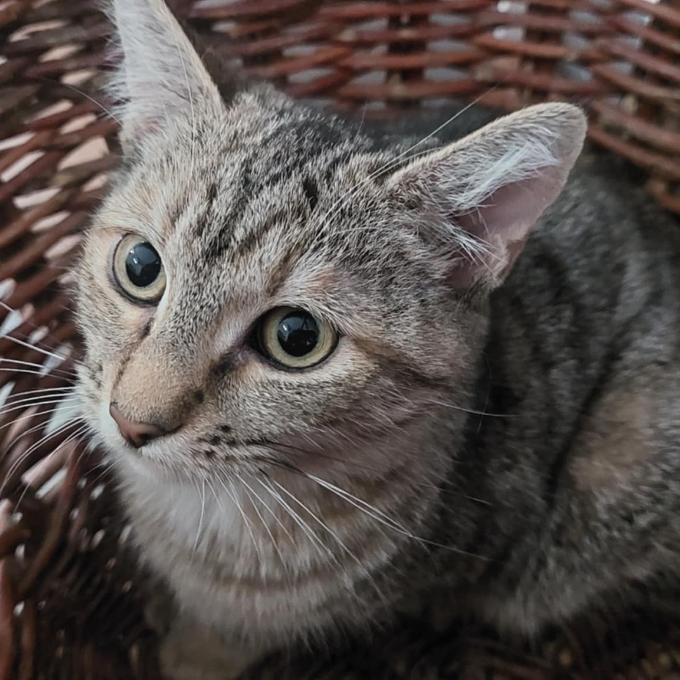 Emilka
