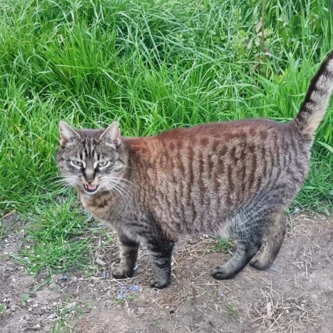 Mimina