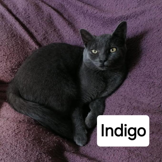 Indigo