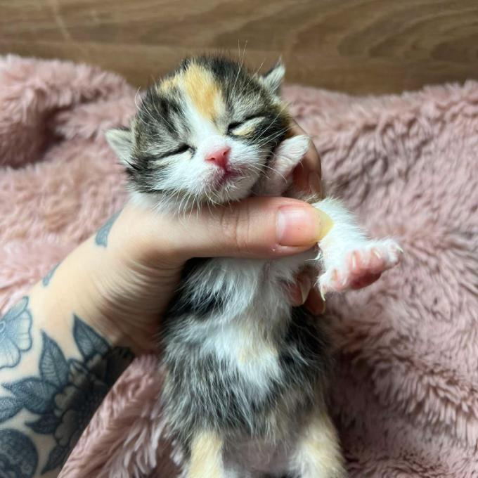 Biscuit