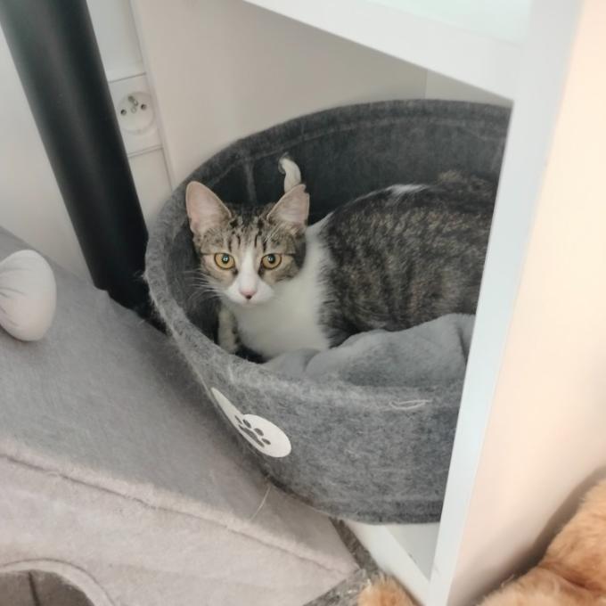 Nala