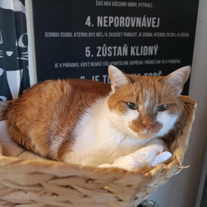 Viktorka