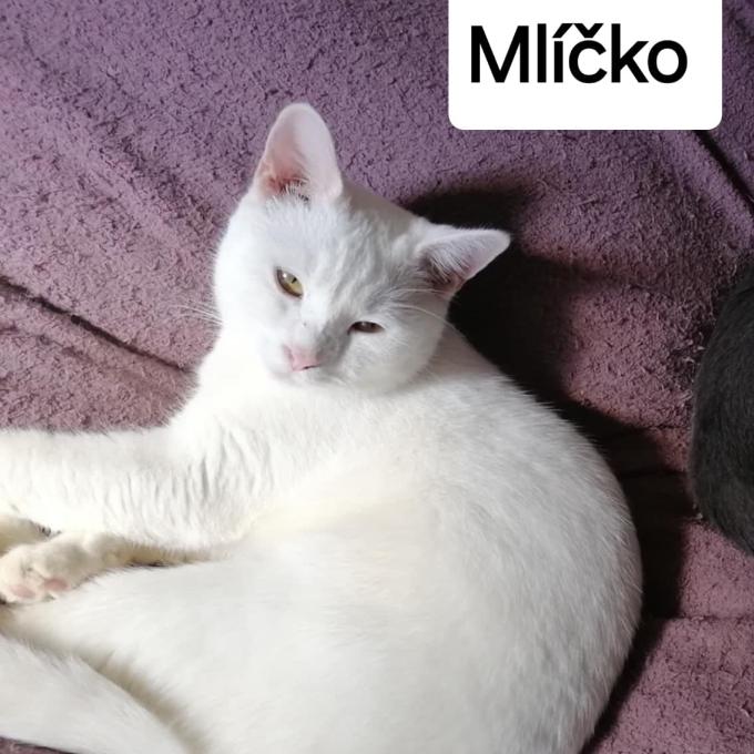 Mlíčko