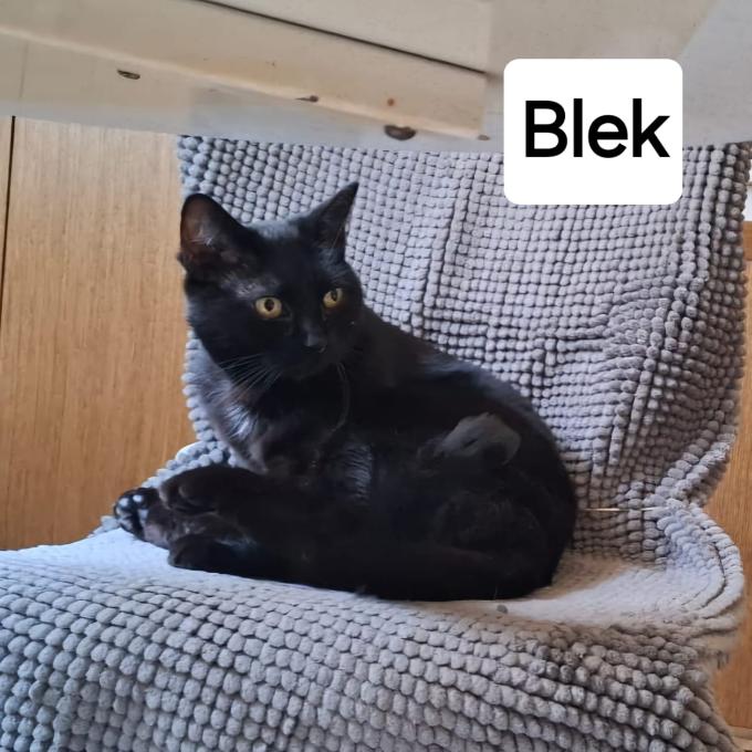 Blek