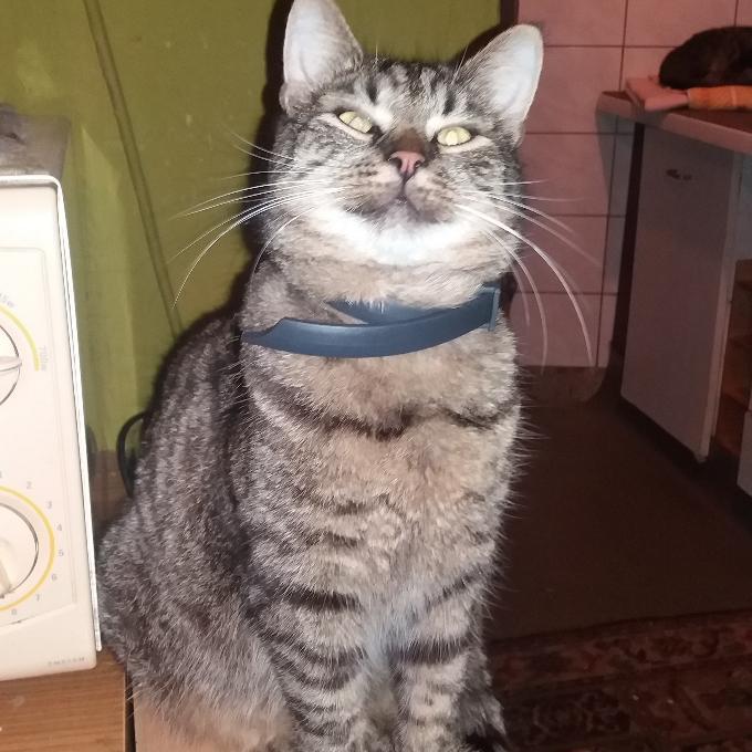 Macík