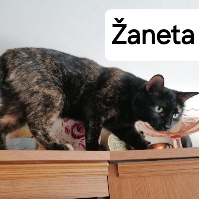 Žaneta