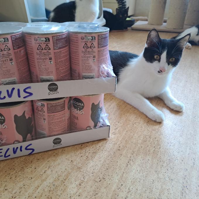 Elvis