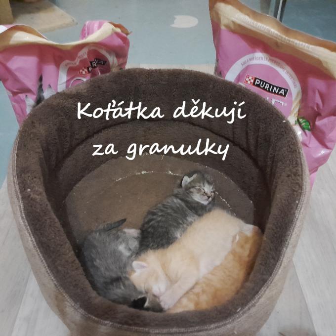 Koťata od Sovičky