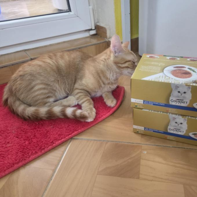 Cookie z Bechlína