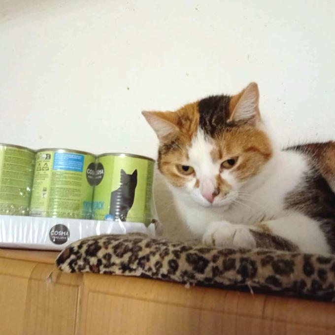 Pepina