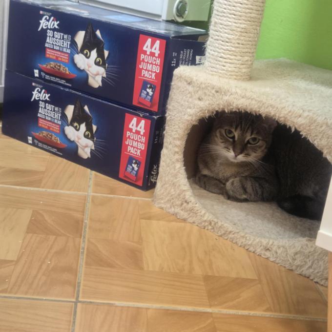 Šebestová