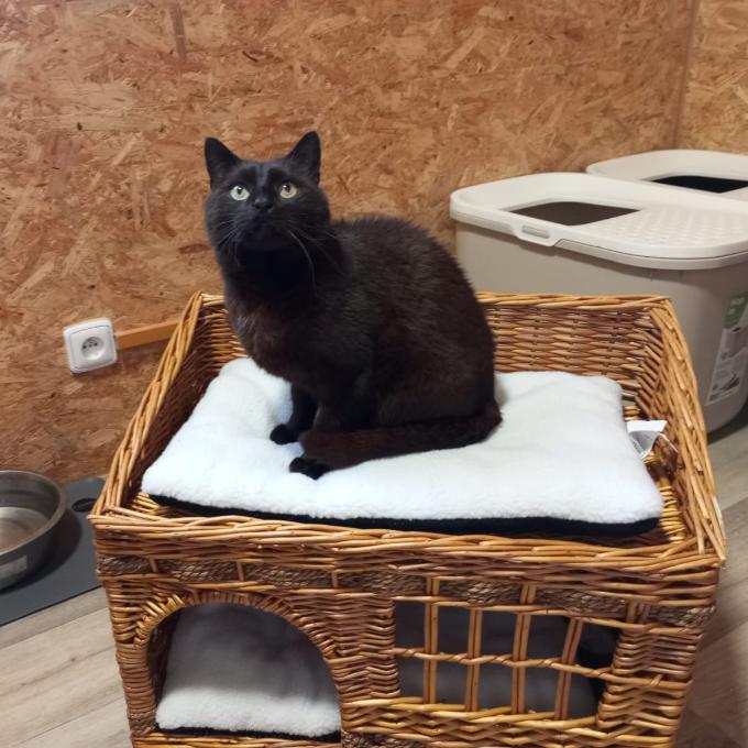 Coco
