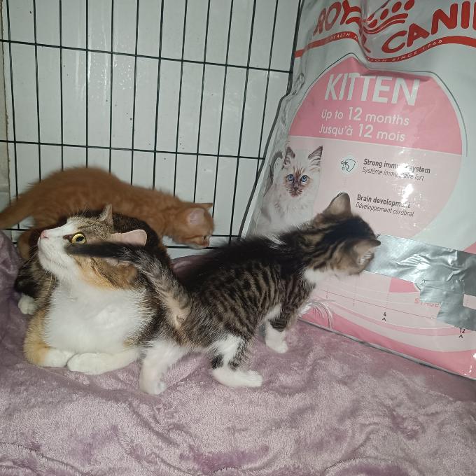 Lilly s koťátky