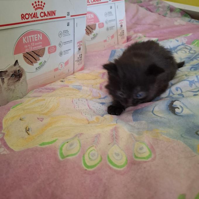 BUBA