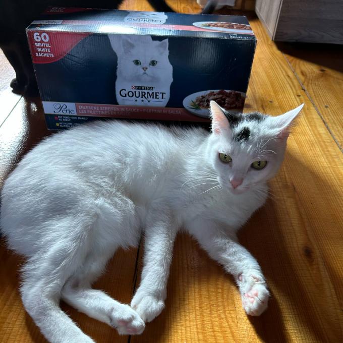 Macík