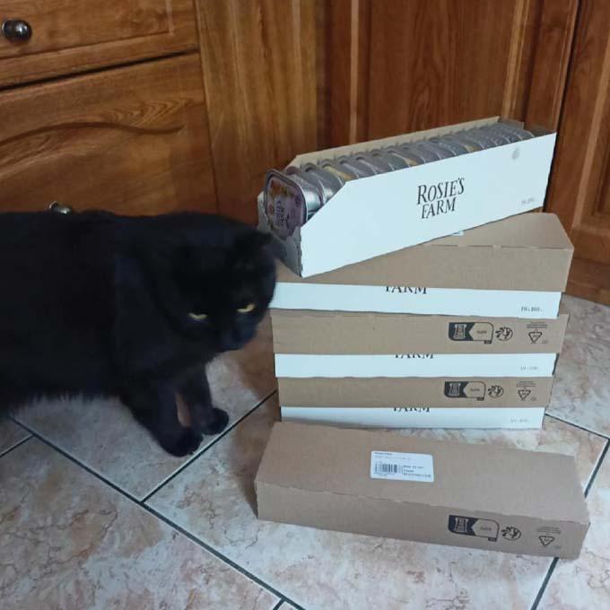 Majlo