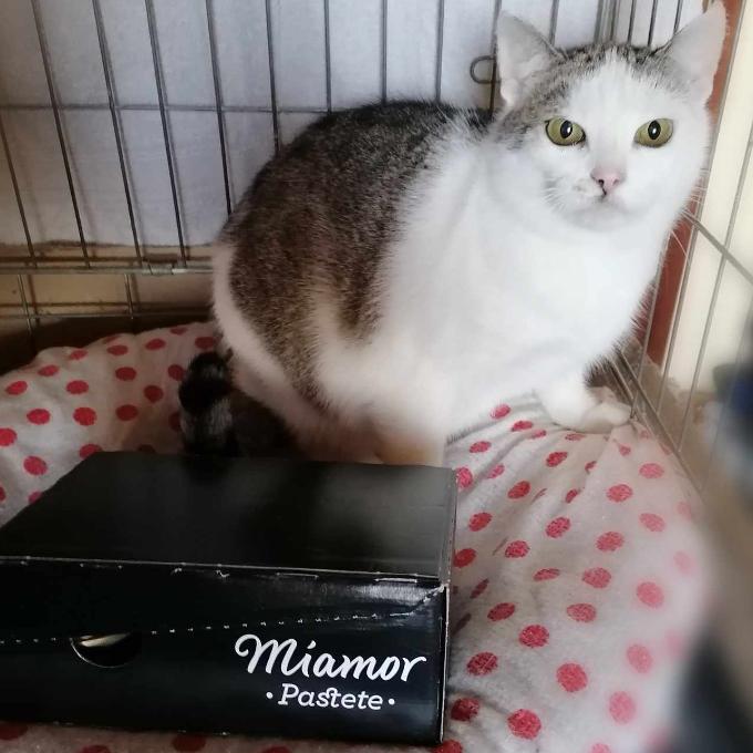 Miška