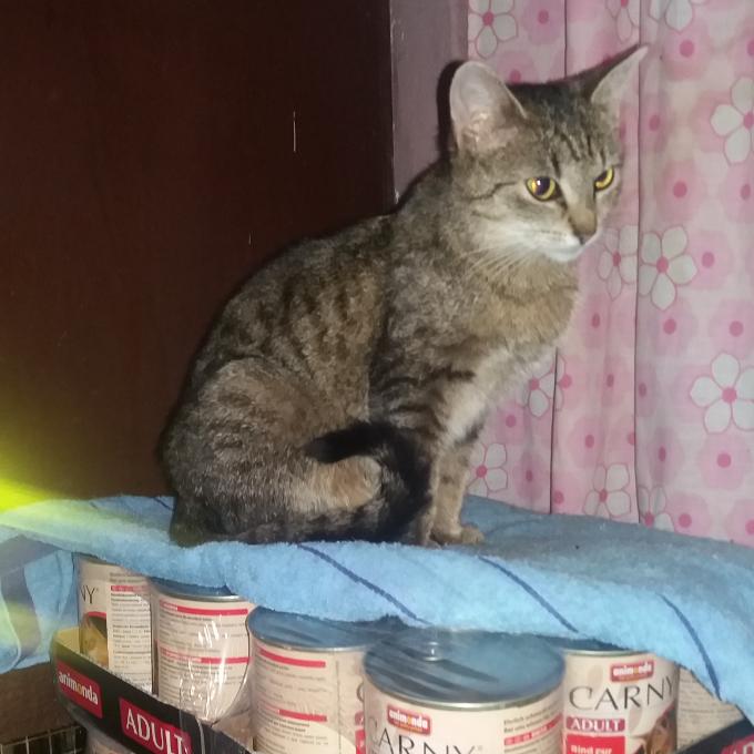 Adrianka