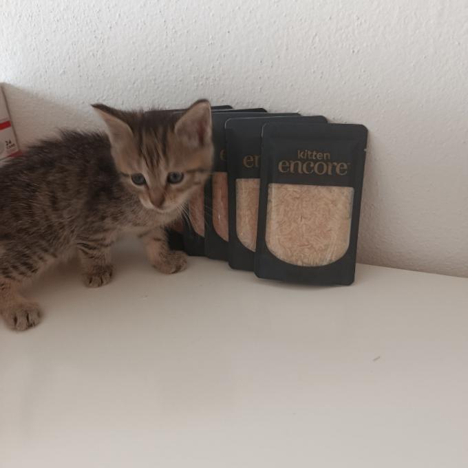 Mici