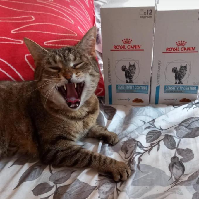 Kittynka