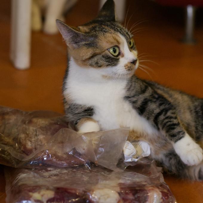 Zorka