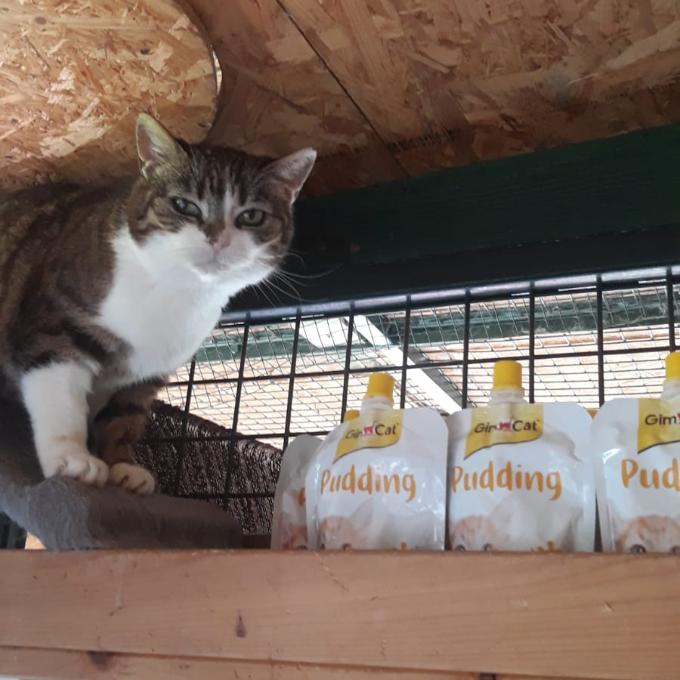 Máša