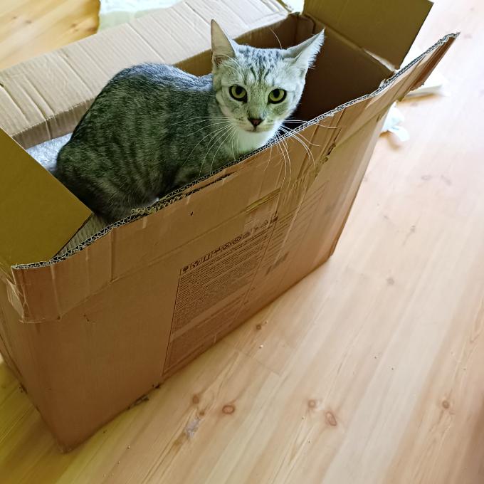 Leyla