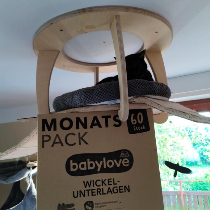 FIV pozitivní Hortenzie
