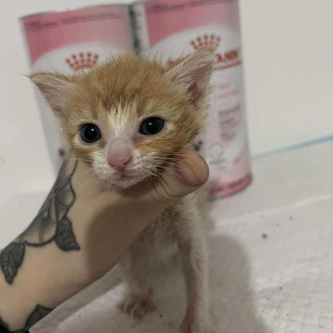 Biscuit