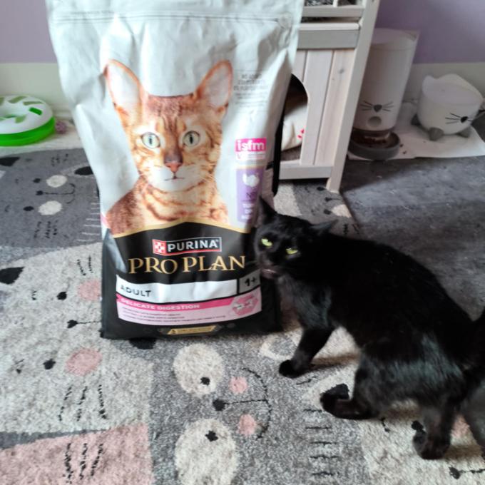 FeLV pozitivní Móricko
