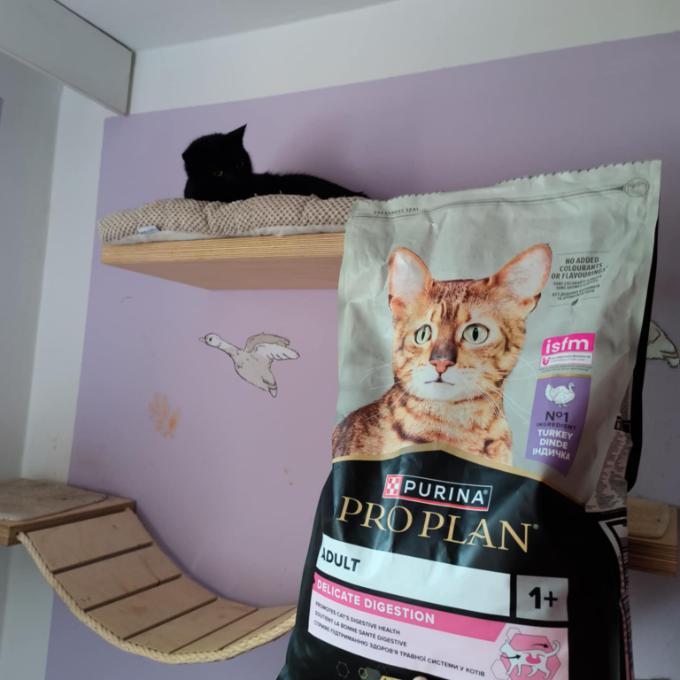 FeLV pozitivní Lucík