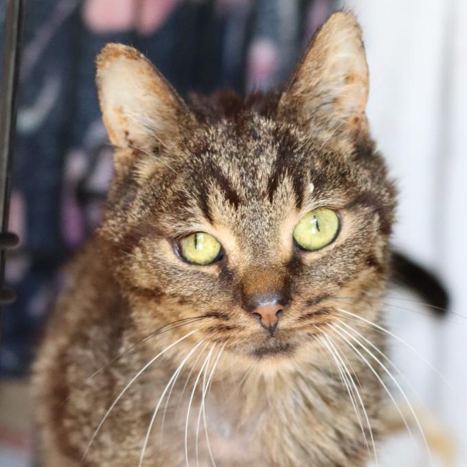 Umírající kocourek Tyli