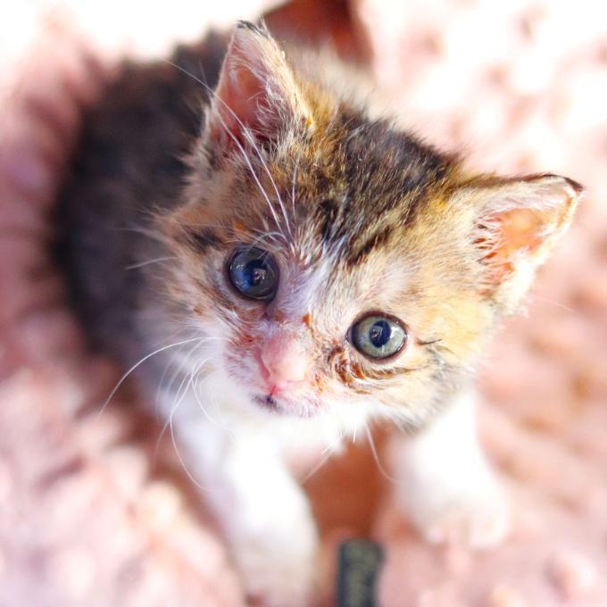 Přeživší Palačinka