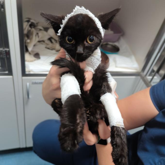 Přeživší Loupáček