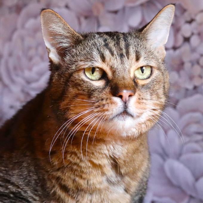 Bývalý cukrovkář Timko