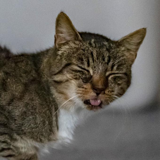 Nemocný FeLV pozitivní Tristan