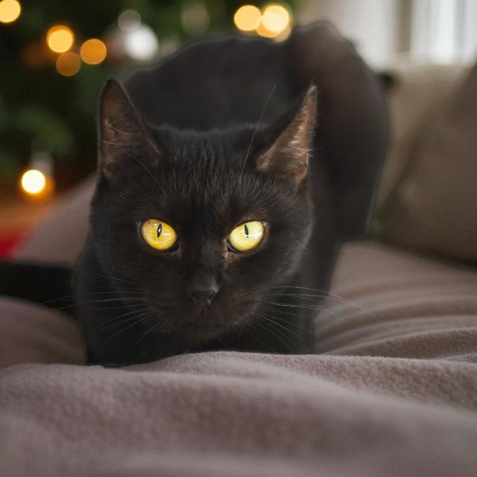 FeLV marodík Anýzka