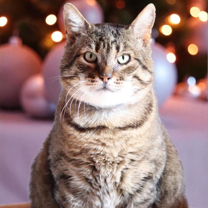 FIV pozitivní Čerchán