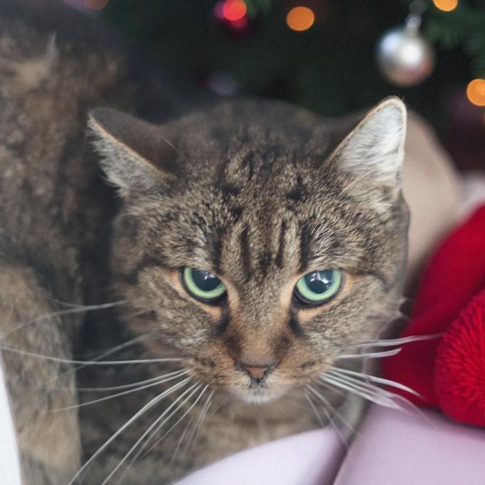 Opuštěná babička Britney