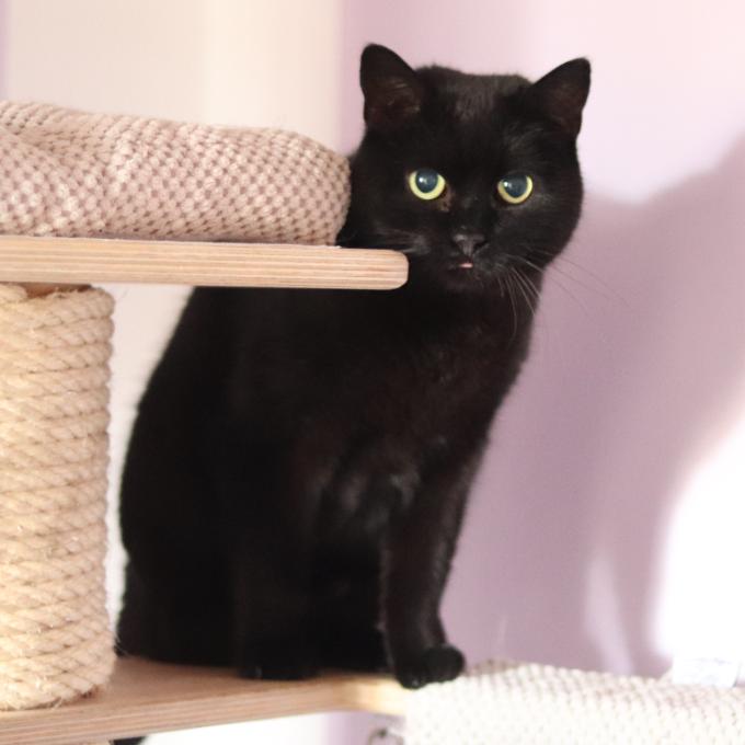 FeLV třínohá Irmička