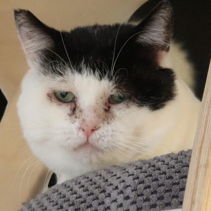 FIV pozitivní Baltazárek